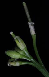 Cardamine integra. Apetalous flowers.
 Image: P.B. Heenan © Landcare Research 2019 CC BY 3.0 NZ